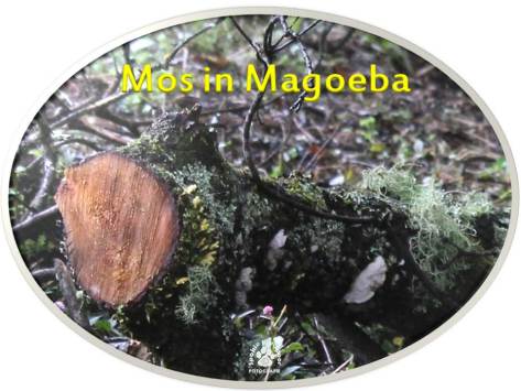 Magoeba Blom 10
