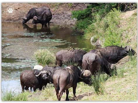 Buffels in dam