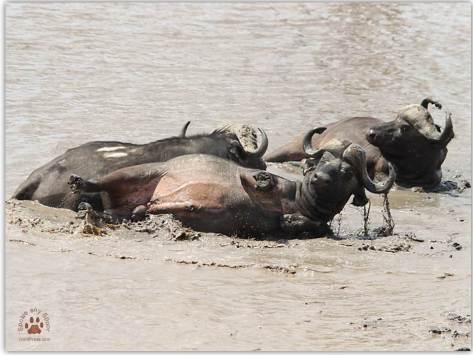 Buffels rol in water